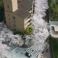 Pirma diena. Tokijas Įdomu, jog visiškai nebuvo jokių problemų prisitaikyti prie laiko. Tas 11h skirtumas visai nekankino, netgi atvirkščiai kažkaip keistai veikė – vakare gali vėliausiai eiti gultis, o ryte...