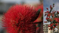 Kalėdos Naujoj Zelandijoj yra vasaros pradžioje, kai tik viskas pradeda žaliuoti ir žydėti, o labiausiai yra pastebimas Pōhutukawa medis. Pirmieji žiedai prasiskleidžia dar lapkritį, bet pats didžiausias žydėjimas būna per...
