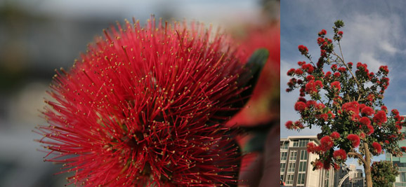 Naujoji Zelandija. Oklendas. Pohutukawa medis Naujoji Zelandija. Oklendas. Pohutukawa medis