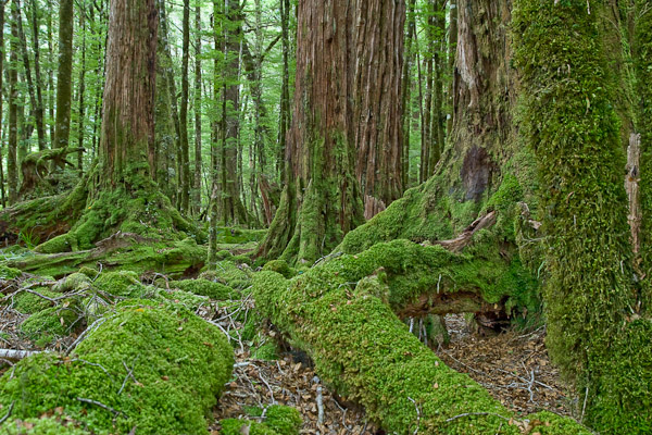 Rainforest in Fiordland